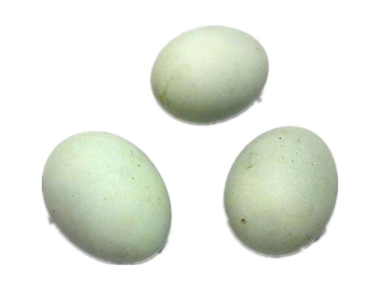 绿壳鸭蛋